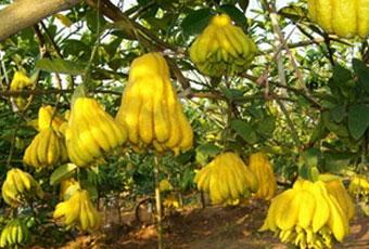 Phật thủ chữa tỳ vị rất tốt