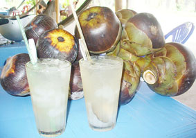 Cây thốt nốt chữa được nhiều bệnh