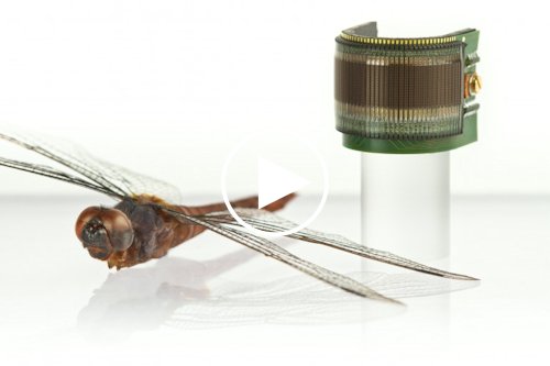 CurvACE - camera siêu nhỏ lấy ý tưởng từ cấu trúc mắt kép của côn trùng