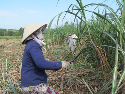 Thu hoạch mía tại xã Diên Đồng. 