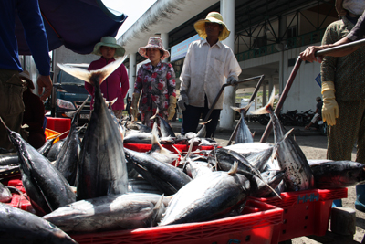Cá ngừ được các doanh nghiệp trong tỉnh thu mua tại Cảng Hòn Rớ (TP. Nha Trang).