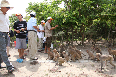 Được sống trong môi trường hoang dã, nhưng các chú khỉ ở Hòn Lao khá hiền lành.