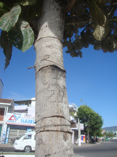 Thêm một kiểu xâm hại cây xanh