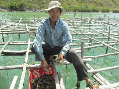 Triển vọng từ hàu Thái Bình Dương