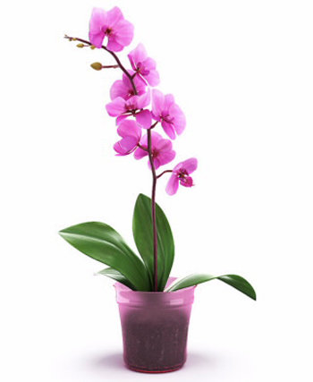 Mách bạn: 5 loài cây nên trồng trong mùa hè