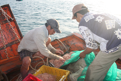 Toàn tỉnh Khánh Hòa khai thác hơn 52.000 tấn thủy sản