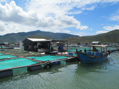 Lồng bè nuôi cá bớp san sát trên đầm Nha Phu.