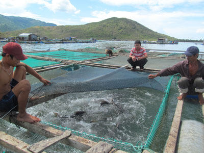 Các chủ bè lo lắng trước tình hình đầu ra ảm đạm