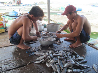 Giá cá mồi tăng 13.000 - 14.000 đồng/kg nhưng cũng phải lo cái ăn cho cá.