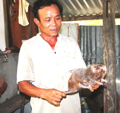 Dúi - một trong những loại động vật hoang dã thông thường được nông dân huyện Cam Lâm chọn nuôi.