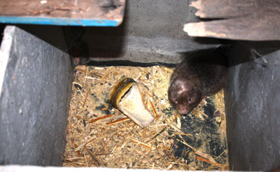 Việc phòng bệnh cho động vật hoang dã nuôi gặp không ít khó khăn.