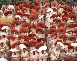 Chọn mua nấm linh chi