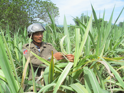 Bệnh hại trên cây mía lan rộng