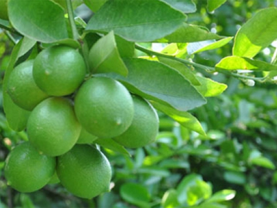 Trồng thành công chanh không hạt