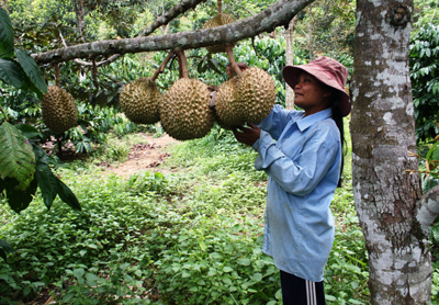 Tìm đầu ra cho nông sản