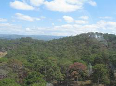 Năm 2022: Ngành lâm nghiệp hướng mục tiêu xuất khẩu 16,3 tỷ USD