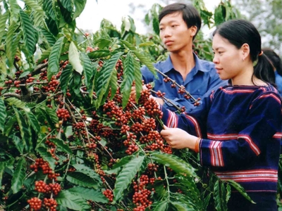 Gia hạn cho vay tín dụng xuất khẩu đối với mặt hàng cà phê - Ảnh minh họa