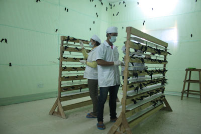 Toàn tỉnh Khánh Hòa sẽ phát triển đàn chim yến nuôi gần 1,4 triệu con