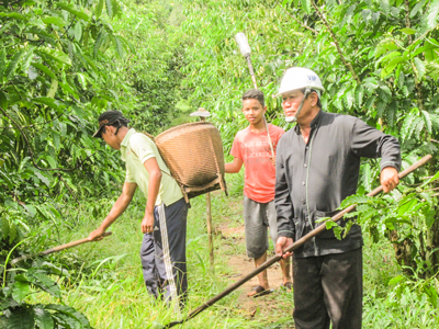 Ông Dư chăm sóc vườn cà phê.