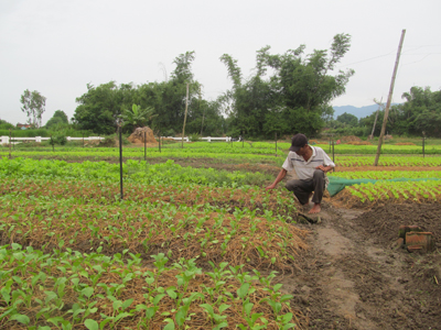 Xã Ninh Đông: Băn khoăn dự án rau sạch