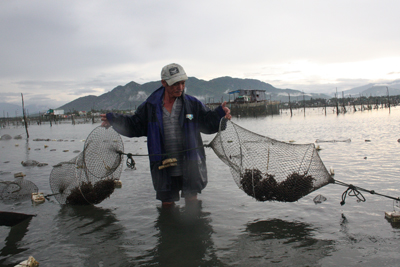Mô hình trồng rong sụn trong lồng lưới được nhiều hộ dân áp dụng.