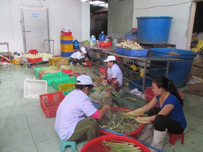 Chế biến sả tại Doanh nghiệp tư nhân Phước Thọ.