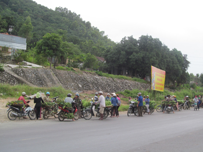 Nông dân tập trung bán chuối tại xã Suối Cát (huyện Cam Lâm).