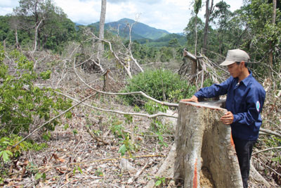 Tìm giải pháp quản lý, bảo vệ rừng