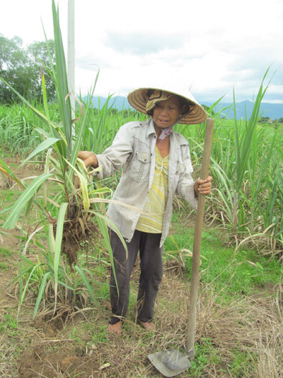 Bà Tô Thị Hết nhổ bỏ, trồng dặm cây mới nhưng bệnh không hết. 