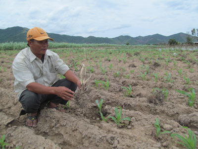 Ông Nguyễn Bá Ninh phải cày bỏ 6 sào mía bệnh chuyển sang trồng bắp, ớt.