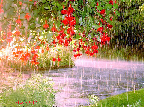 Cơn mưa qua trường