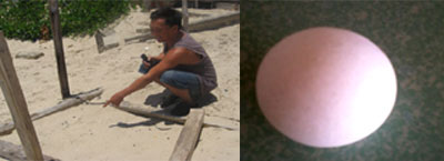  Nơi con rùa da lên đẻ trứng được ông Nguyễn Ngọc Tân phát hiện.