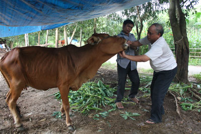  Người dân xã Khánh Thành chăm sóc, điều trị bệnh cho bò bị lở mồm long móng.