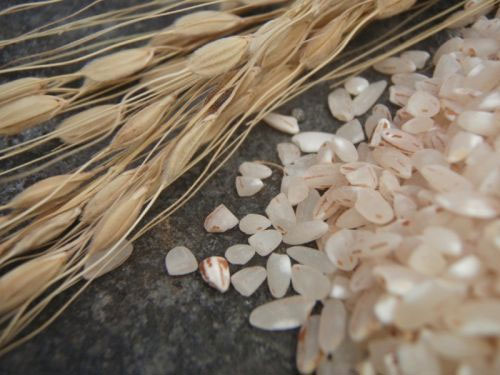 Dùng vỏ trấu để sản xuất pin điện