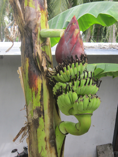 Kỳ lạ buồng chuối trổ ngược