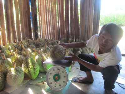 Thu hoạch sầu riêng tại xã Sông Cầu (Khánh Vĩnh).