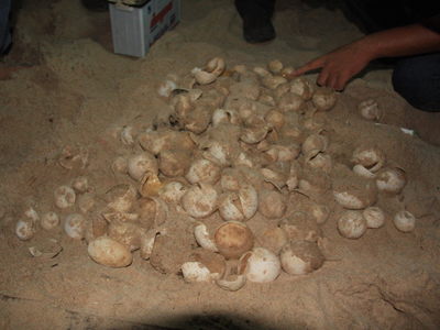 Ổ trứng rùa da ở Bãi Dài không nở vì không có phôi