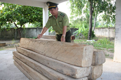 Xử lý 9 vụ vi phạm Luật Bảo vệ và phát triển rừng