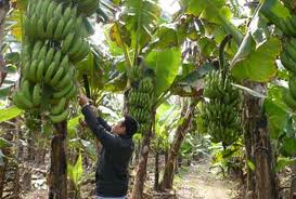 Khanh Son bananas down in price