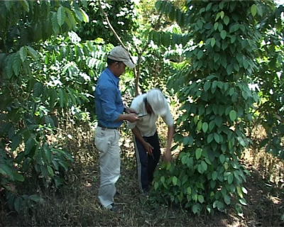 Anh Bo Bo Khá (bên trái) hướng dẫn kinh nghiệm trồng cây cho một người dân.