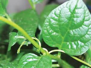 Mồng tơi chữa táo bón