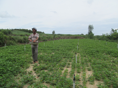   Tỏi và hoa màu đang phát triển tại vùng đất đồi xã Ninh Sơn.