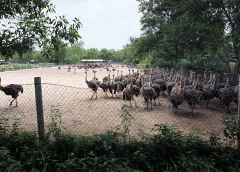 Khatoco Ninh Hoa Ostrich Breeding Center breeds 15,000 ostriches