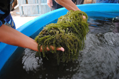 Thử nghiệm thành công mô hình trồng rong nho ở huyện Trường Sa