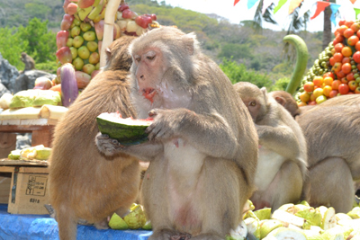 Đảo Khỉ ra mắt gói tham quan mới