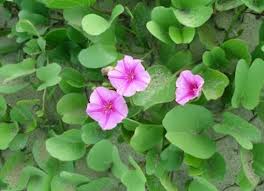 Rau muống biển chữa nhiều bệnh