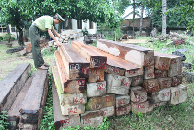 Hạt Kiểm lâm thị xã Ninh Hòa thu giữ tang vật vi phạm. 