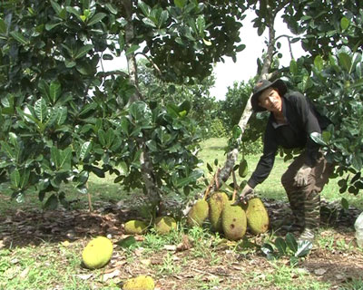 Vườn mít nghệ nhà ông Anh rụng hàng loạt do dịch bệnh.