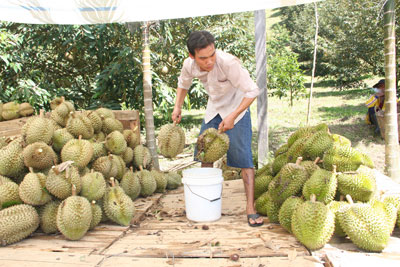 Kiểm soát chặt việc sử dụng thuốc làm chín trái sầu riêng Khánh Sơn