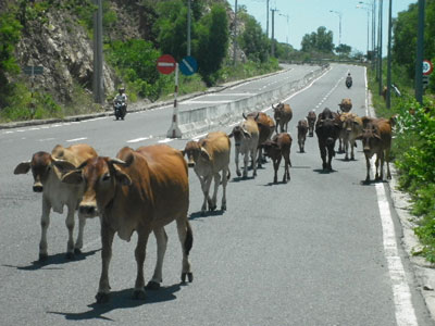 Súc vật nghênh ngang trên Đại lộ